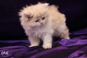 Cash on delivery so Nice Persian kitten for sale