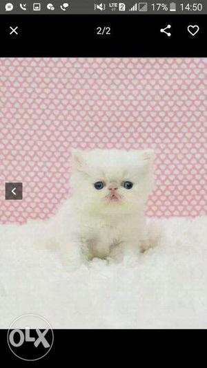 Cash on delivery so nice Persian kitten for sale