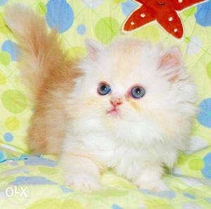 Cash on delivery so nice persian kitten kitten for sale in