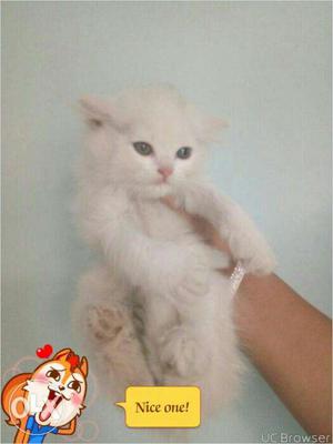 Cash on delivery very beautiful persion kitten