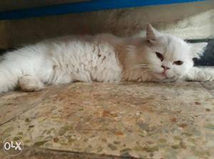 Cat Persian White Cat