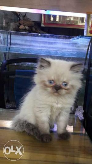 Cute Blue eyes -punch face persian kitten of 1