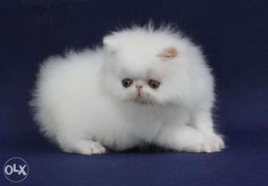 Cute and beautiful persian kitten for sale in bhopal