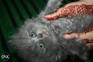 Cute and healthy persian cats available