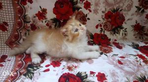 Cute healthy baby Persian kitten cats sale long
