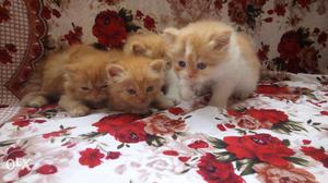 Cute healthy pure Persian kitten sell cahs on