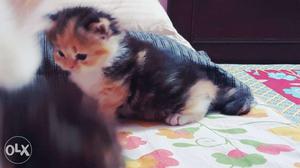 Doll face female persian kittens for sale..