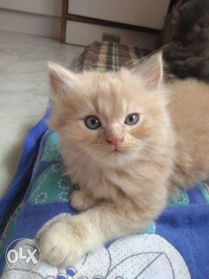 Doll face persian cat for sale both male two cats