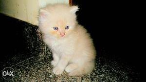 Fawn Persian Kitten