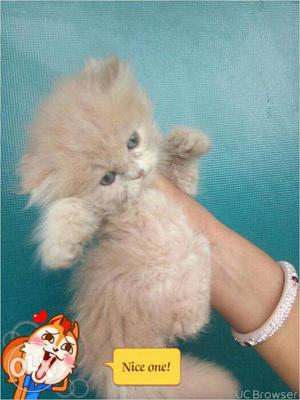 Golden color very active persian kitten for sale