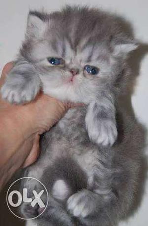 Good quality Persian kitten