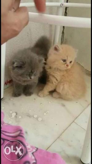 Gray And Orange Kittens