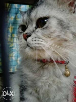 Gray Cat With Collar