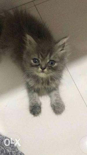 Gray Long Coated Kitten
