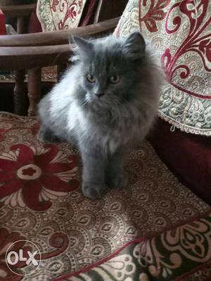 Gray Persian Cat femal