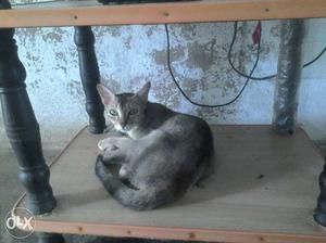 Gray Short-coated Cat