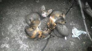 Grey And Orange Kitten Litter