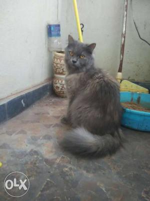 Grey Long-fur Cat persian