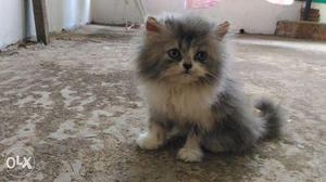 Healthy long fur quality sweet Persian kitten sale