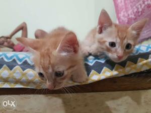 I have 4 kittens indian breed very cute