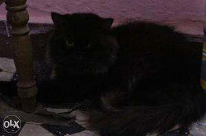 I want to sell my black male persian cat