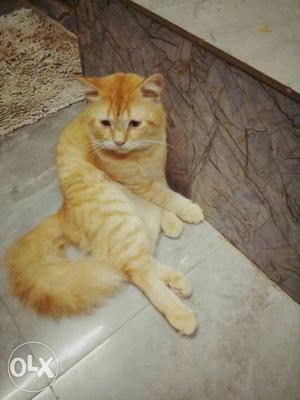 I want to sell my male pure Persian cat age 1.2