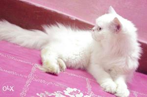 I want to sell my white female persian cat
