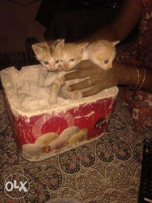 I'm willing to give 1 month old kittens, f-r-e-e,