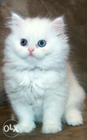 Important n cute persian kittens