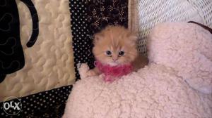 Kittens male and female. Price persian Contact me