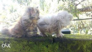 Long-fur Grey And White Kitten