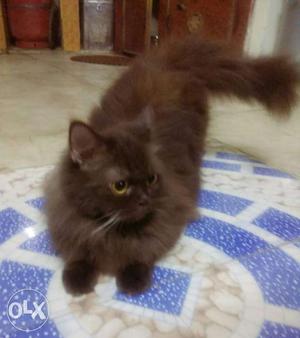 Long fur brown Persian female cat 15 months old
