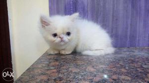 Long fur trained playfull Persian cats kitten