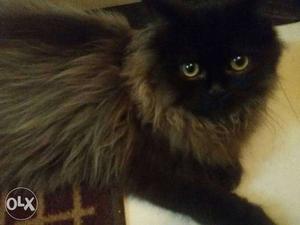 Long-furred Black And Brown Cat
