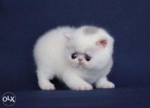 Lovely cute persian kitten for sale in guwahati