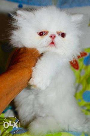 Lovely cute pure breed Persian kitten sell cash