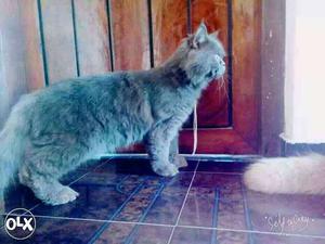 Male Persian Cat 1.7 manth old, urgent sale,