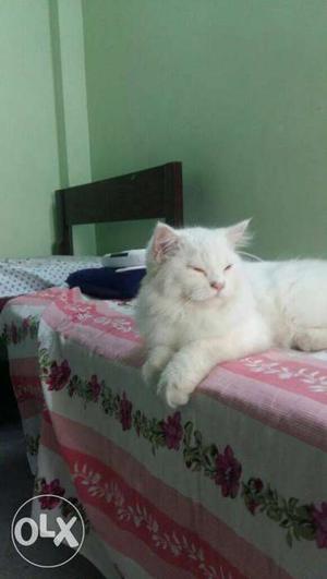 Male Persian cat. 4 months old. Pure breed