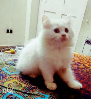 Male and female Persian kittens 2 months old.