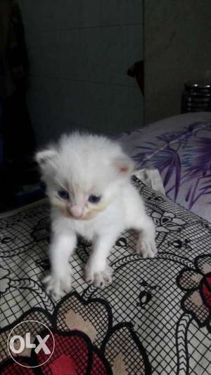 Medium Fur White Kitten