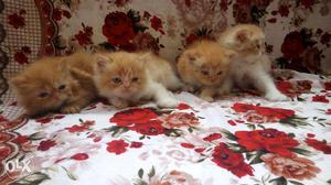 Mixed colors cute long fur baby Persian kittens