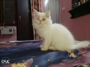 Odd-eyed White persion kitten