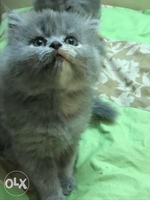 One and a half month old persians,grey, females