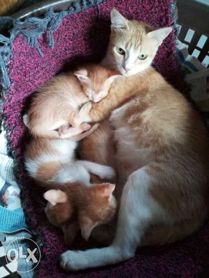 Orange Tabby Cat With Kittens