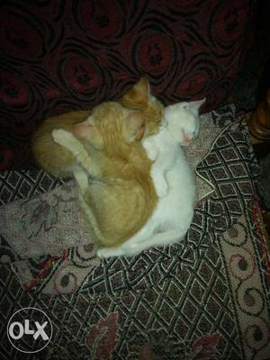 Orange Tabby Kittens
