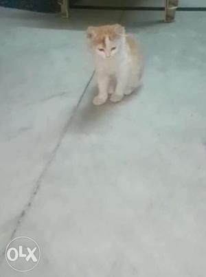 Orange Tabby female Kitten for sale