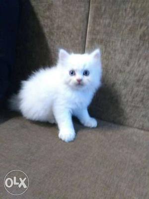 Original pure parshian cat (female) with blue eyes