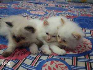 Persian Cat Kittens,2.5 month old,healthy,