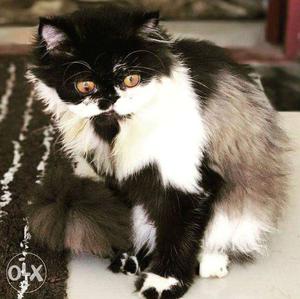 Persian Cat With Black and White For sale Green