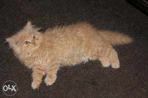 Persian Cat blue eyes full far just to months baby female